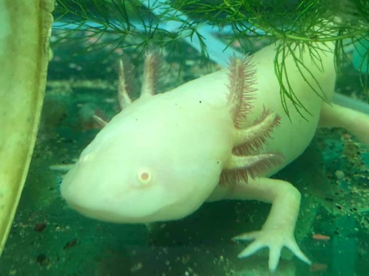 Other Animal For Adoption Albino Axolotl Sm An Other In Menasha Wi Petfinder