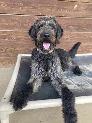 Fozzie Bear the Doodle