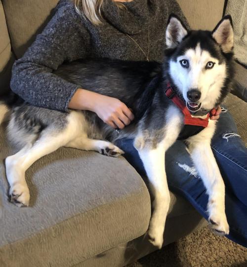 Dog For Adoption Arya A Siberian Husky Mix In Princeton Mn Petfinder