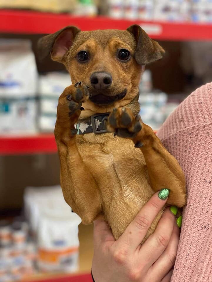 Bean, an adoptable Chihuahua, Dachshund in Grand Forks, ND, 58203 | Photo Image 2