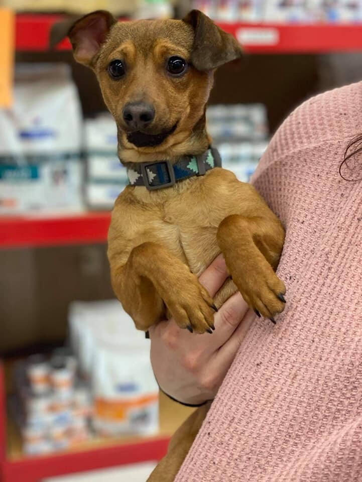 Bean, an adoptable Chihuahua, Dachshund in Grand Forks, ND, 58203 | Photo Image 3