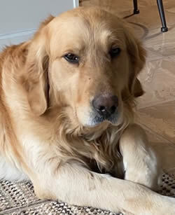 Dog For Adoption Sarge A Golden Retriever In Bath Oh Petfinder