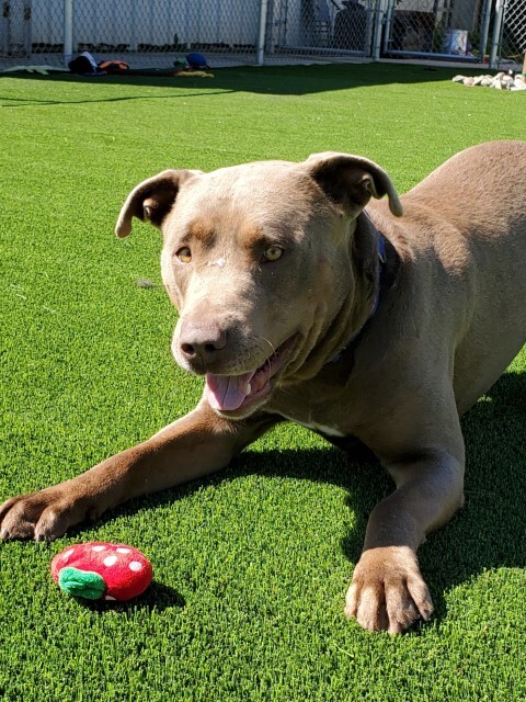 Bear, an adoptable American Staffordshire Terrier & Labrador Retriever Mix in Clearlake, CA_image-1