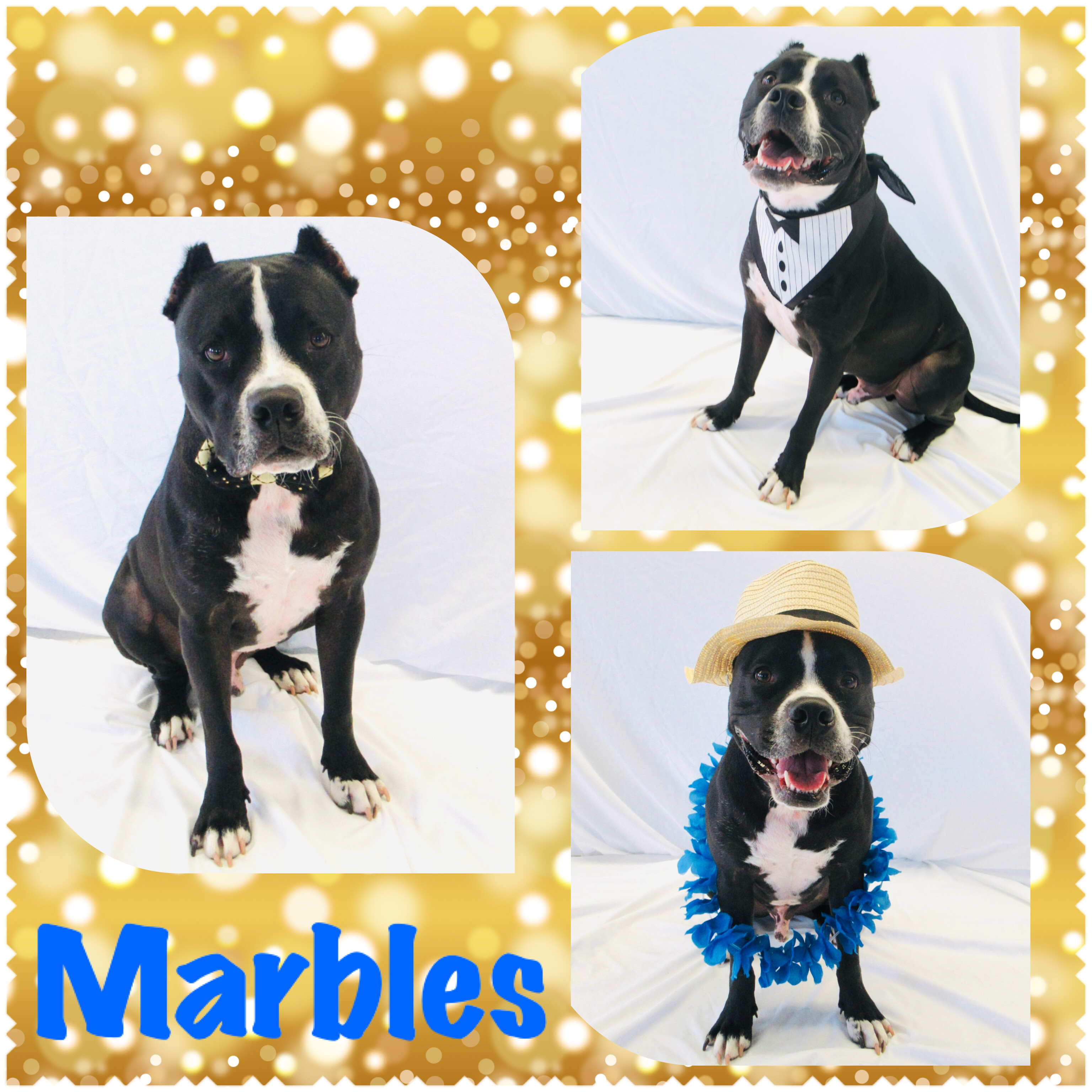Marbles Pawsitive Direction Program detail page