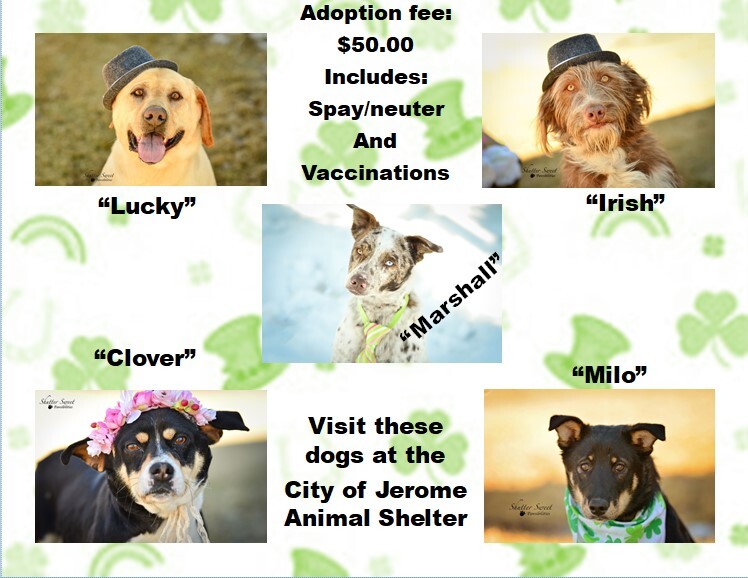 Jerome Animal Shelter detail page