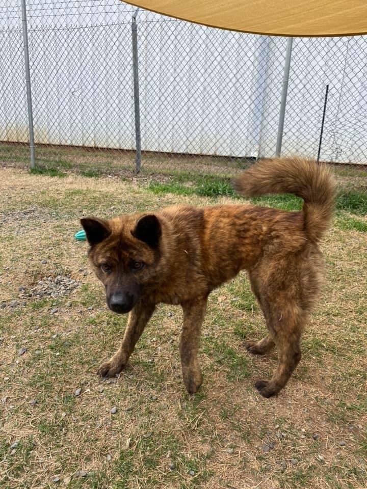 Dog For Adoption Fiona A Chow Chow Mix In Charlotte Nc Petfinder