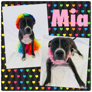 Mia - Pawsitive Direction Program