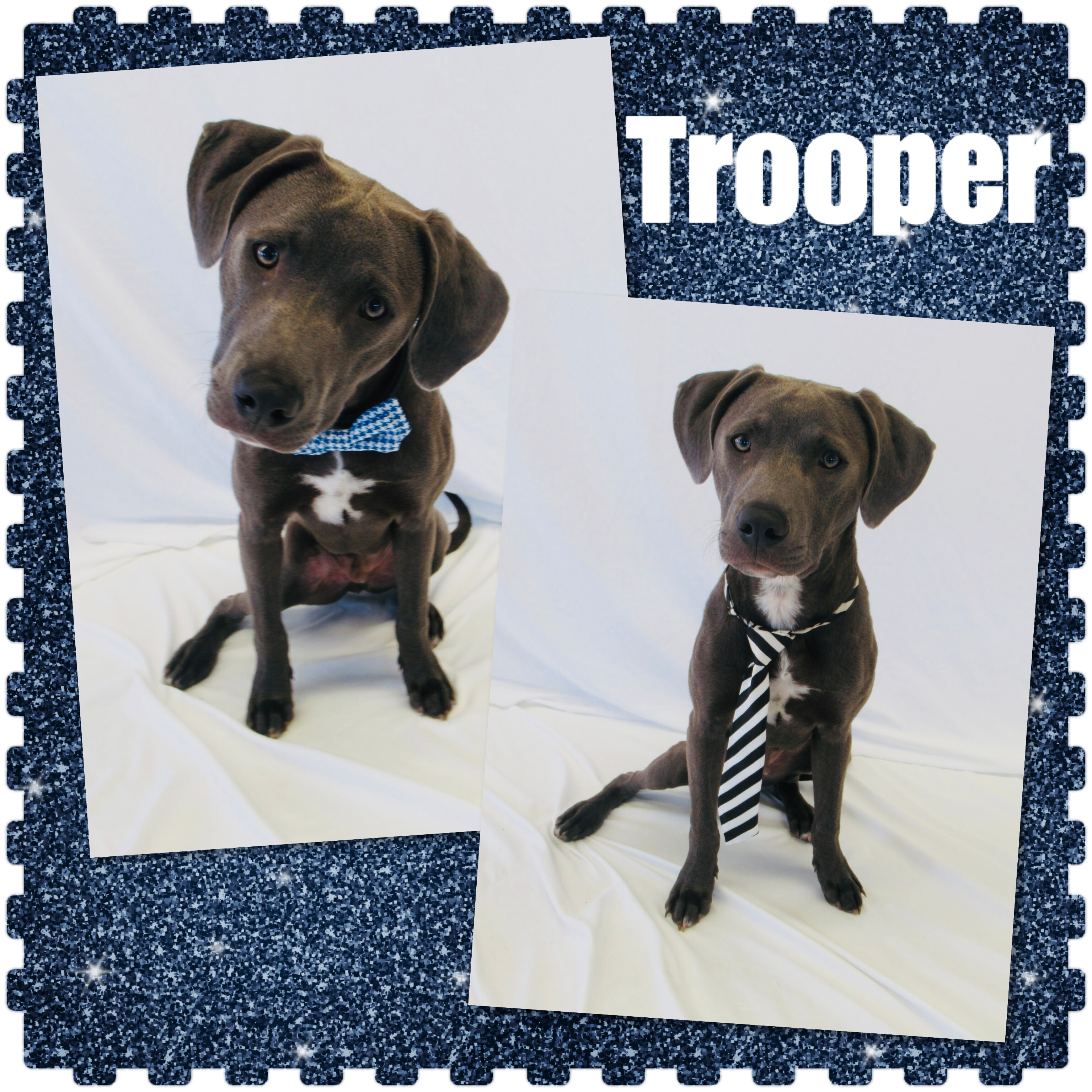 Trooper Pawsitive Direction Program detail page