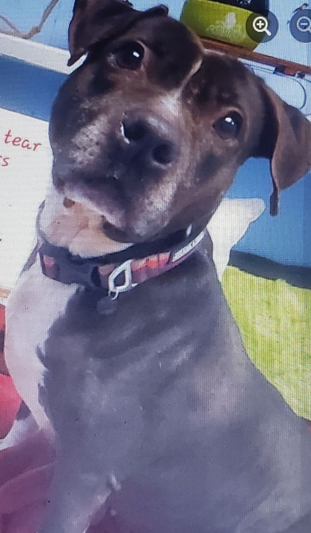 Harley Quinn, an adoptable Pit Bull Terrier, Labrador Retriever in Augusta, GA, 30909 | Photo Image 1