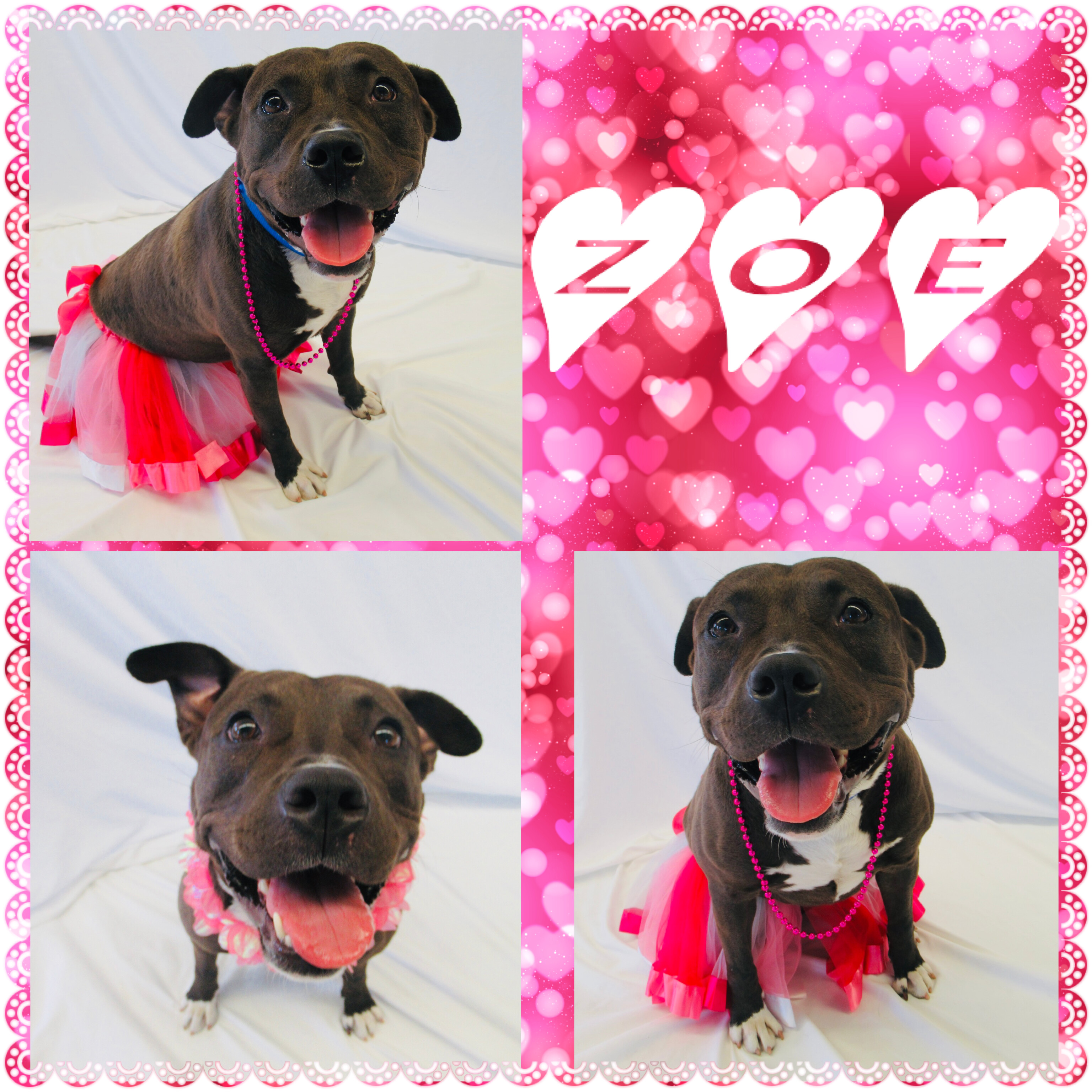 Zoe - Pawsitive Direction Program, an adoptable Pit Bull Terrier in Loxahatchee, FL, 33470 | Photo Image 2