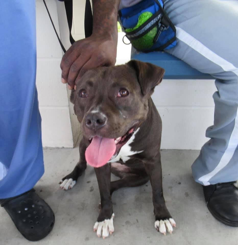 Zoe - Pawsitive Direction Program, an adoptable Pit Bull Terrier in Loxahatchee, FL, 33470 | Photo Image 6