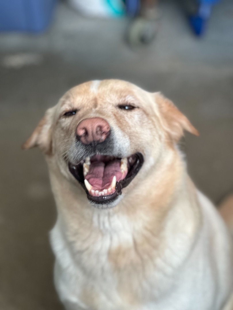 Mia, an adoptable Labrador Retriever in Anderson, IN, 46015 | Photo Image 1