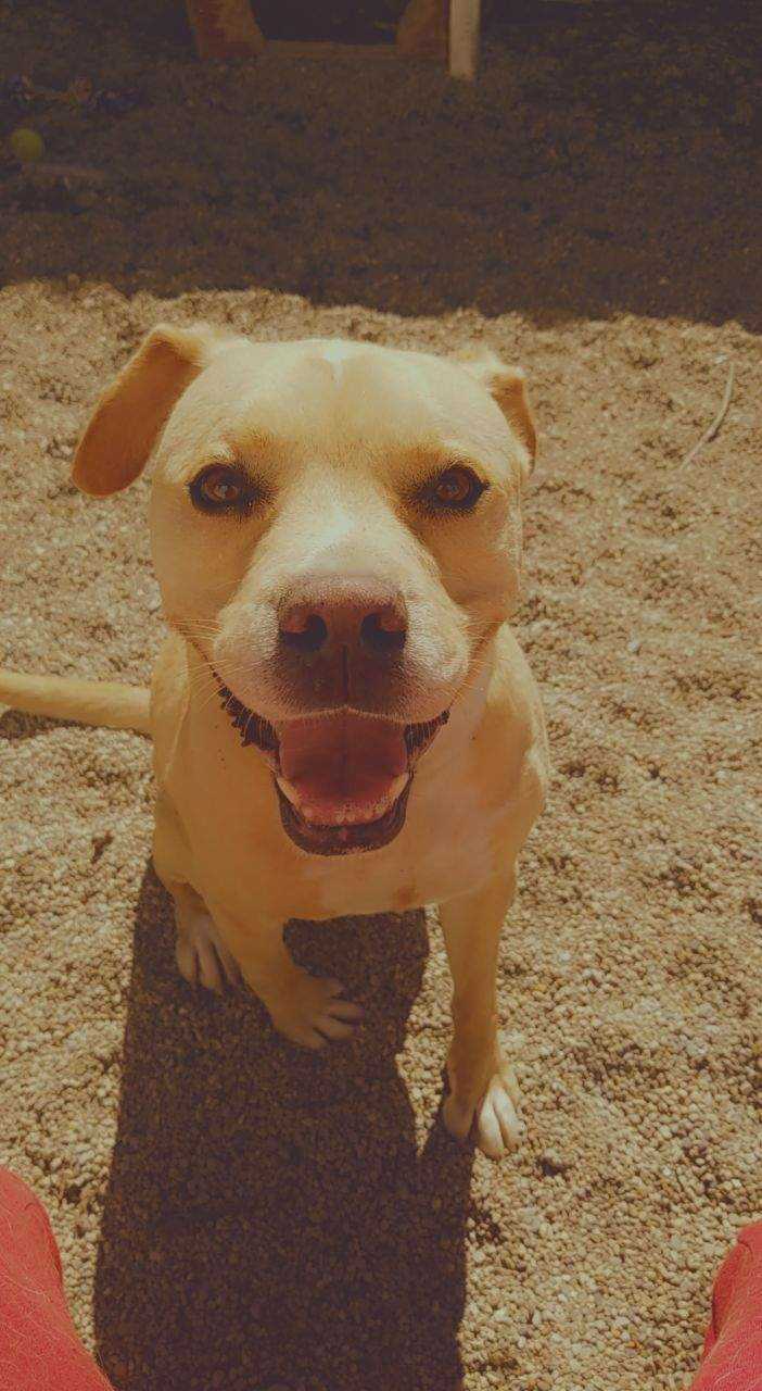 Java, an adoptable Labrador Retriever in Anderson, IN, 46015 | Photo Image 2