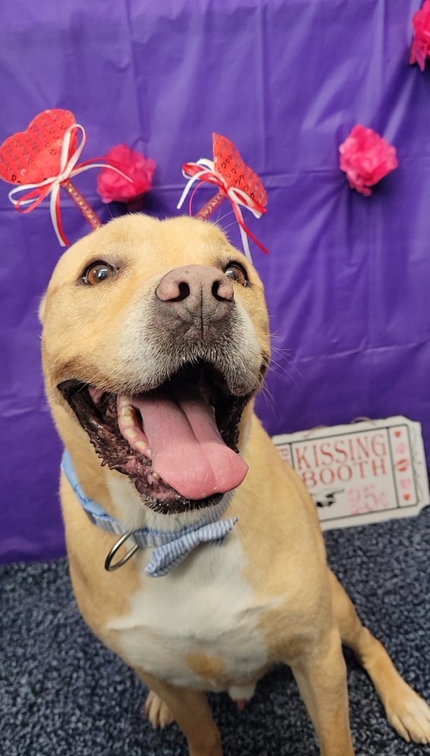 Java, an adoptable Labrador Retriever in Anderson, IN, 46015 | Photo Image 3