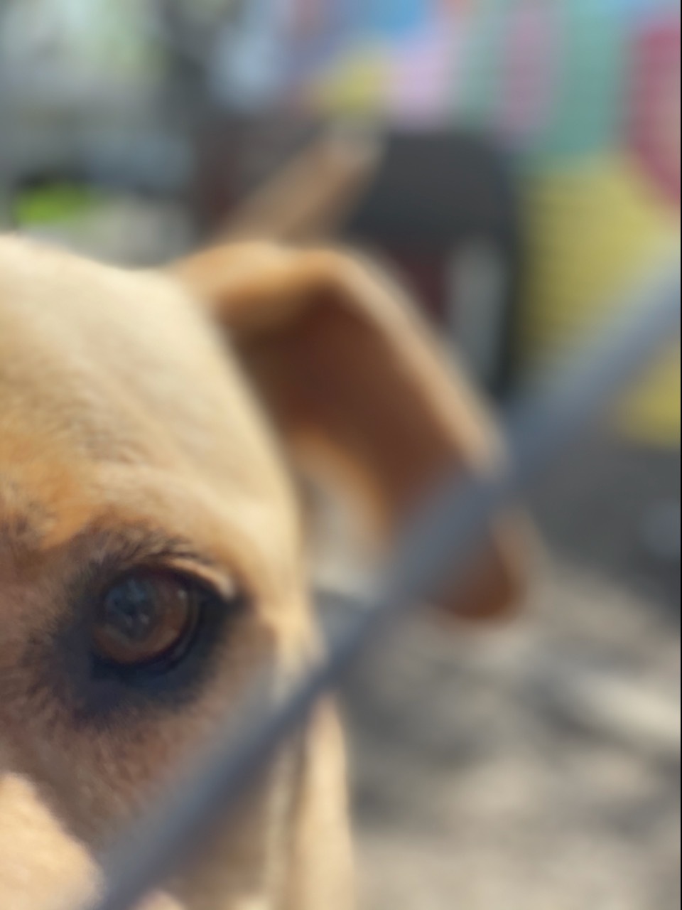 Java, an adoptable Labrador Retriever in Anderson, IN, 46015 | Photo Image 4