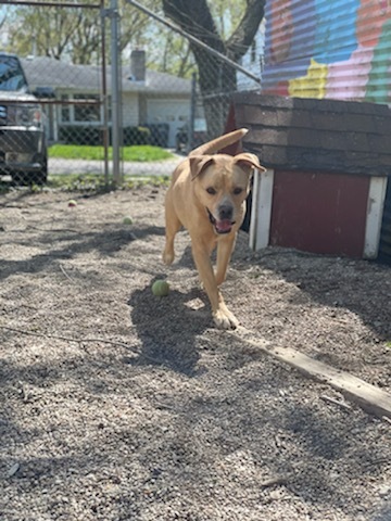 Java, an adoptable Labrador Retriever in Anderson, IN, 46015 | Photo Image 5