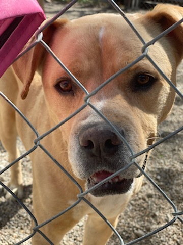 Java, an adoptable Labrador Retriever in Anderson, IN, 46015 | Photo Image 6