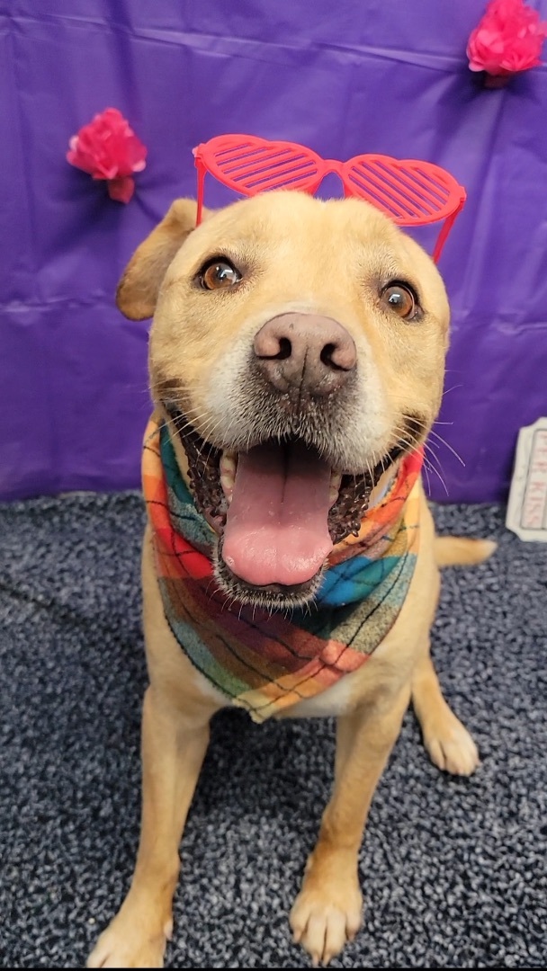 Java, an adoptable Labrador Retriever in Anderson, IN, 46015 | Photo Image 1