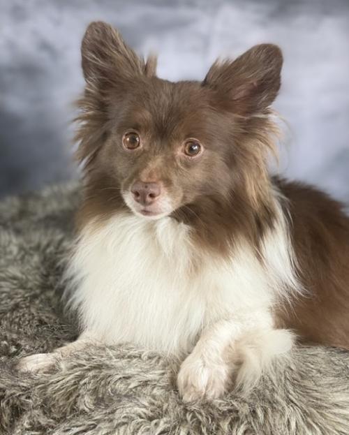 Dog For Adoption Java A Pomeranian In Garland Tx Petfinder