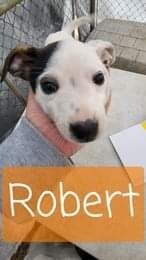 Robert 1