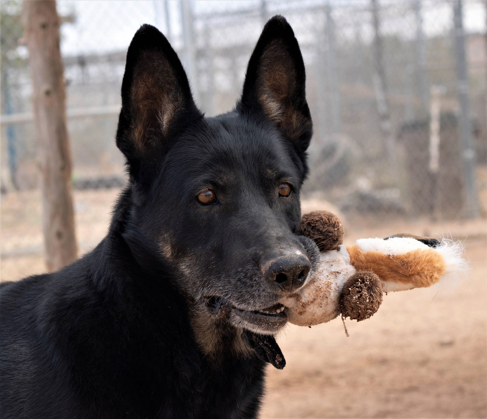 Gilly, an adoptable German Shepherd Dog in Queen Creek, AZ, 85142 | Photo Image 1