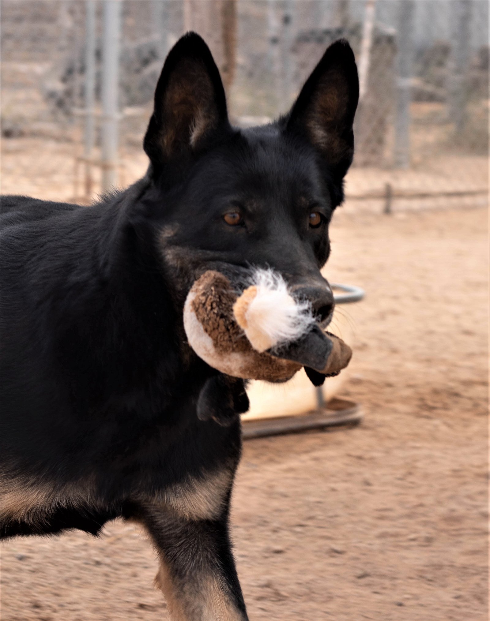 Gilly, an adoptable German Shepherd Dog in Queen Creek, AZ, 85142 | Photo Image 2