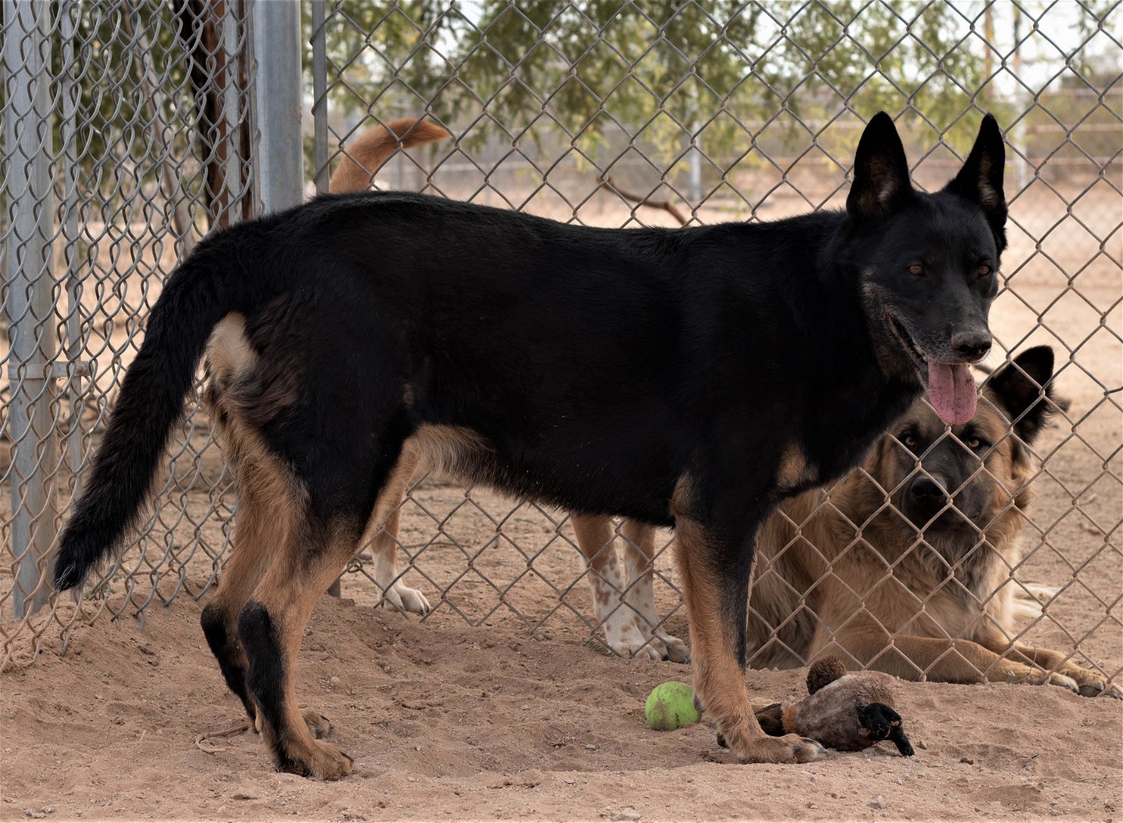 Gilly, an adoptable German Shepherd Dog in Queen Creek, AZ, 85142 | Photo Image 3