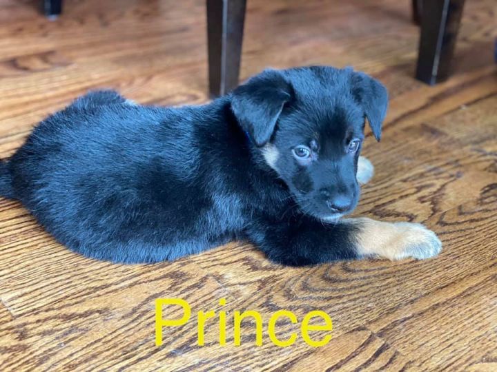 Prince 5