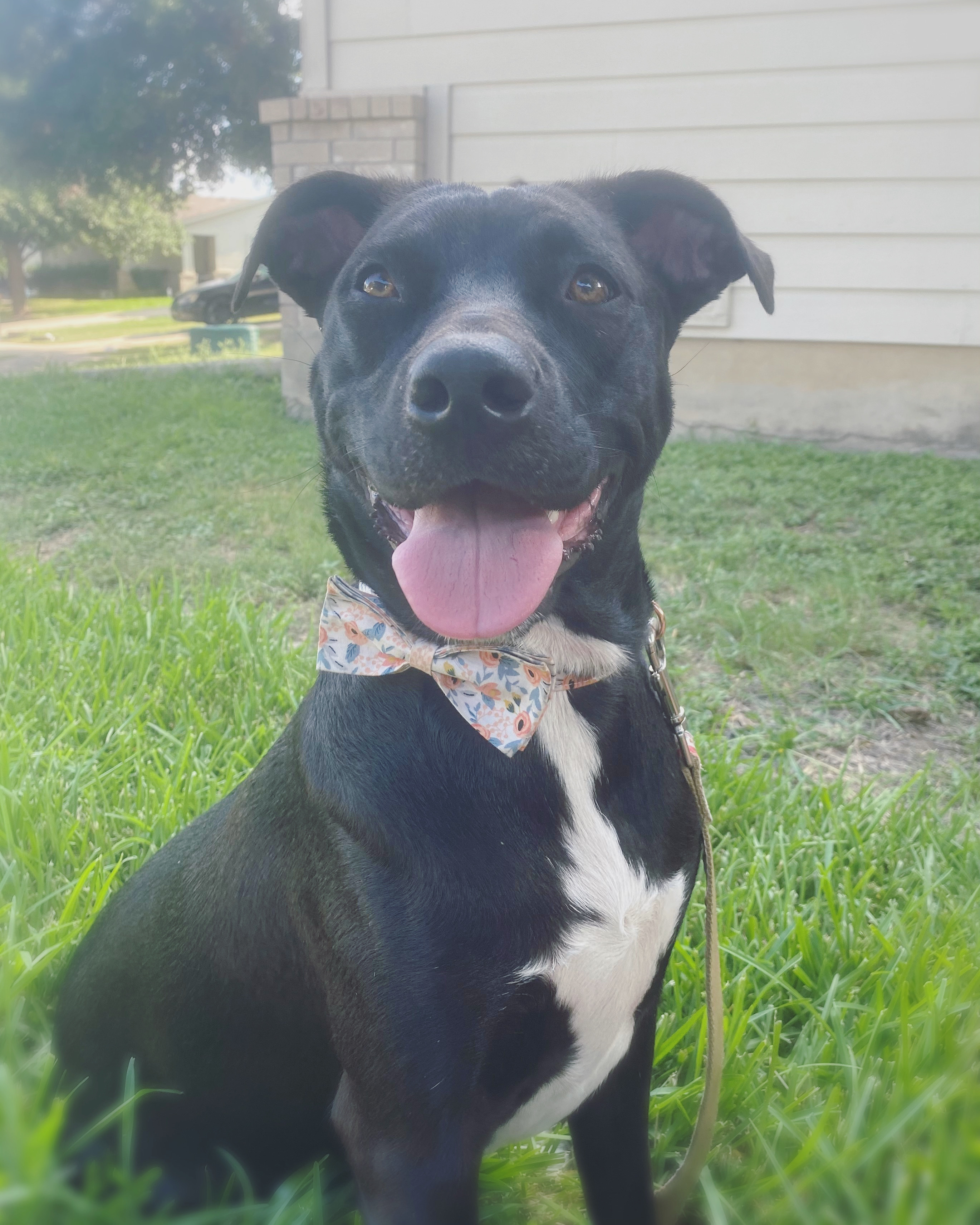 Dog for adoption - Alex, an American Staffordshire Terrier & Australian