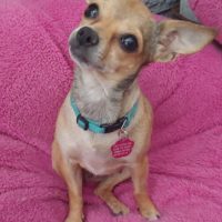 internet providers in las cruces nm on Dog For Adoption Biscuit A Chihuahua Mix In Las Cruces Nm Petfinder