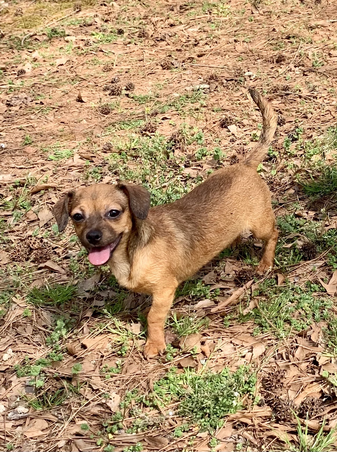 Spice, an adoptable Chihuahua in Monroe, GA, 30656 | Photo Image 2