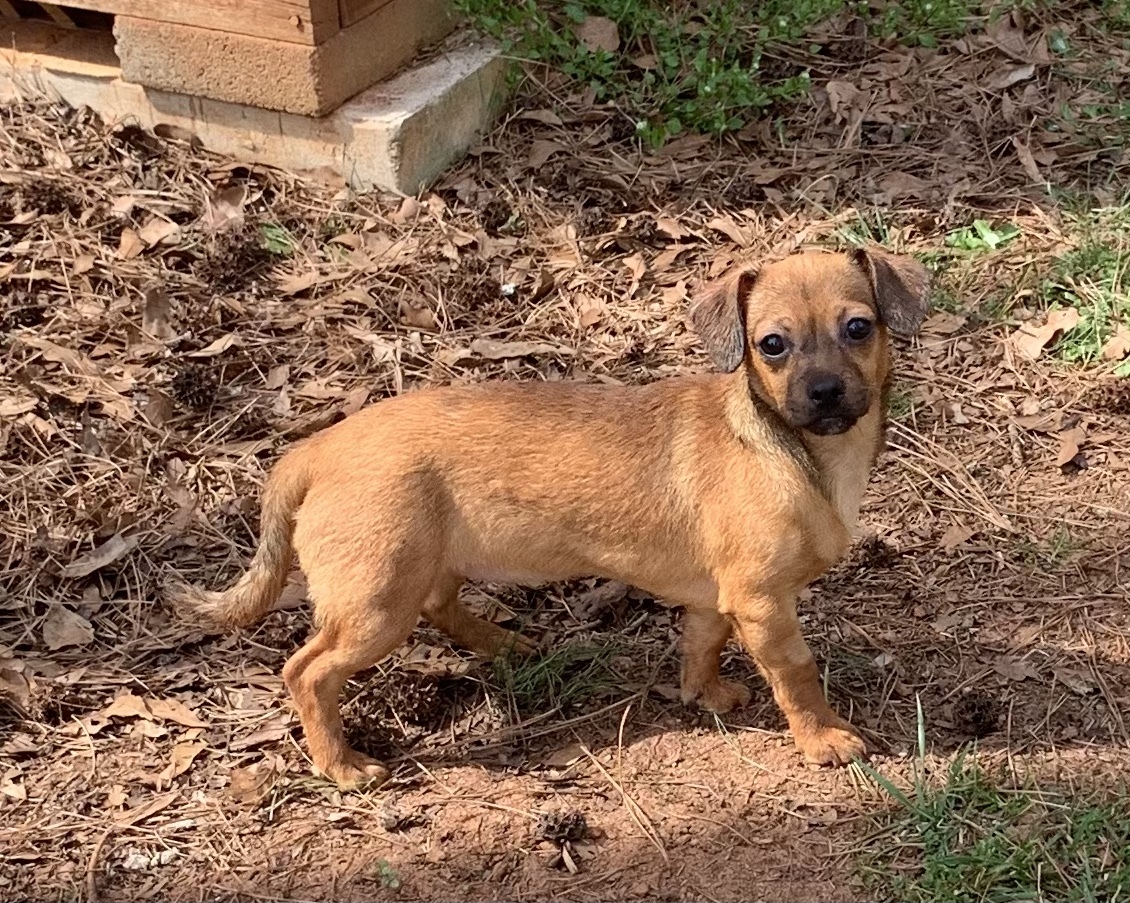 Spice, an adoptable Chihuahua in Monroe, GA, 30656 | Photo Image 1