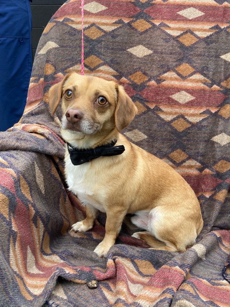 Basil, an adoptable Chihuahua, Dachshund in Monroe, GA, 30656 | Photo Image 2