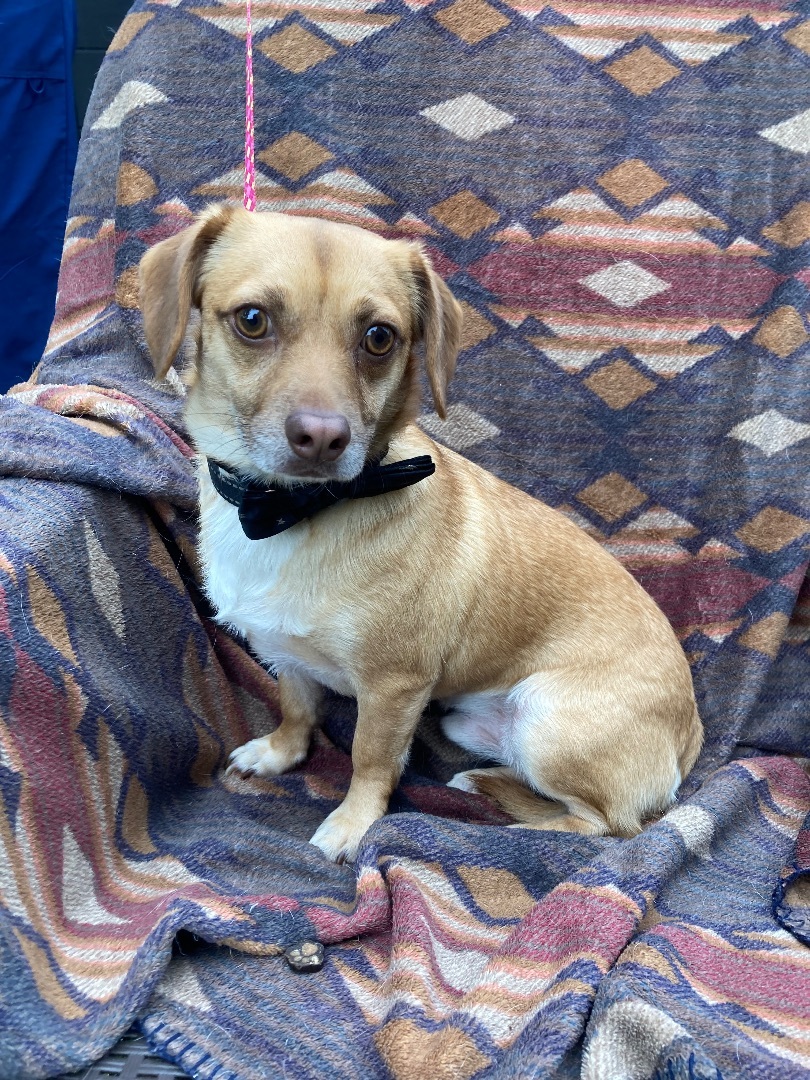 Basil, an adoptable Chihuahua, Dachshund in Monroe, GA, 30656 | Photo Image 3