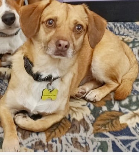 Basil, an adoptable Chihuahua, Dachshund in Monroe, GA, 30656 | Photo Image 4