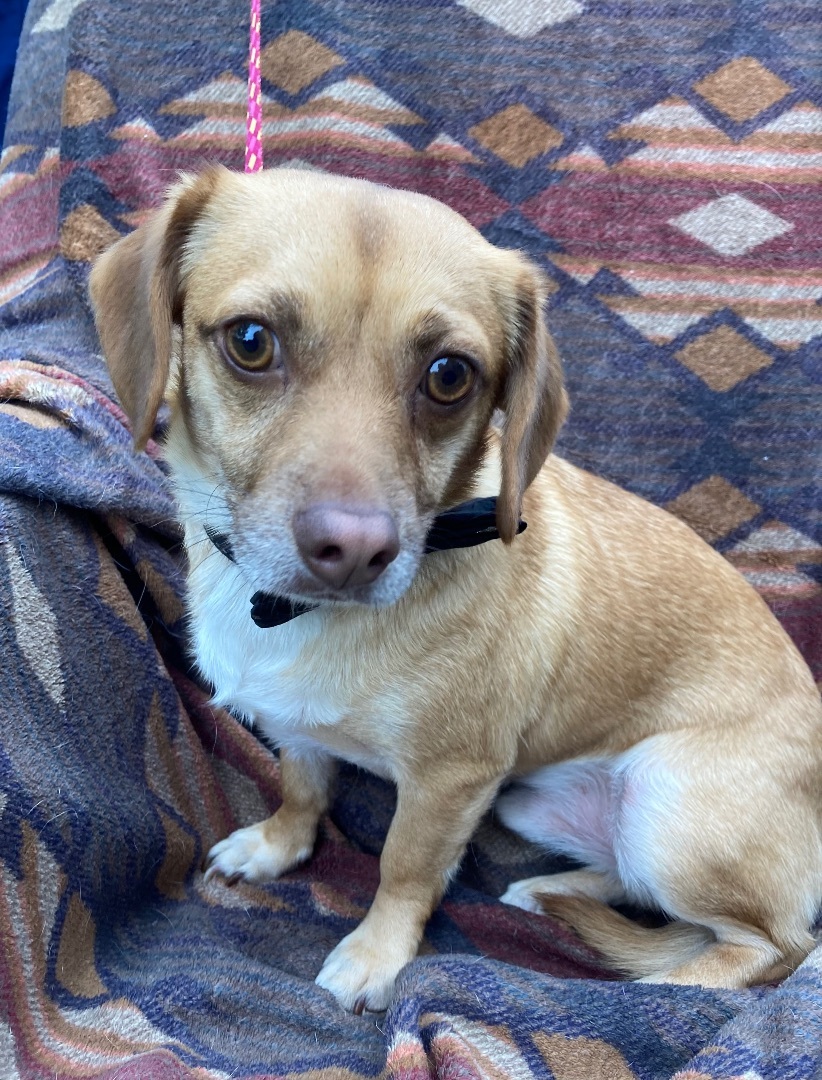 Basil, an adoptable Chihuahua, Dachshund in Monroe, GA, 30656 | Photo Image 1