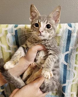 Mercury, an adoptable Domestic Short Hair in Ocala, FL, 34475 | Photo Image 1