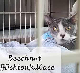 Beechnut, an adoptable Domestic Short Hair in Ocala, FL, 34475 | Photo Image 2