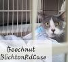 Beechnut photo 2