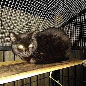 Salem, Adult Female unknown