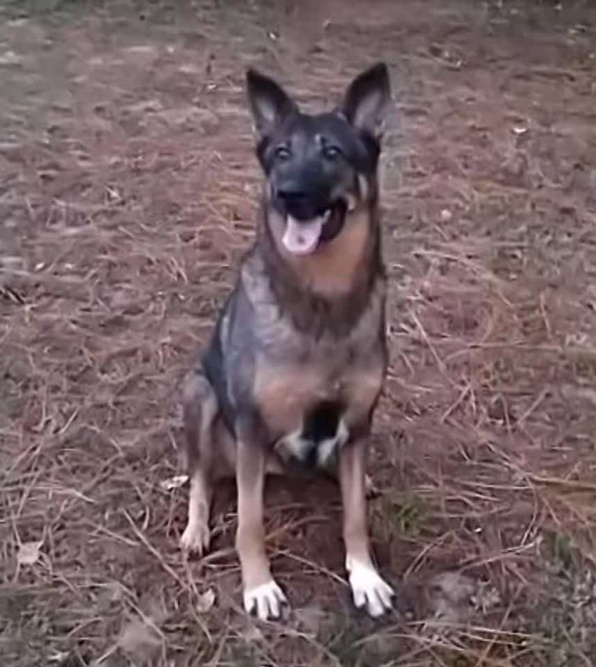 Diamond, an adoptable German Shepherd Dog in Ocala, FL, 34475 | Photo Image 1