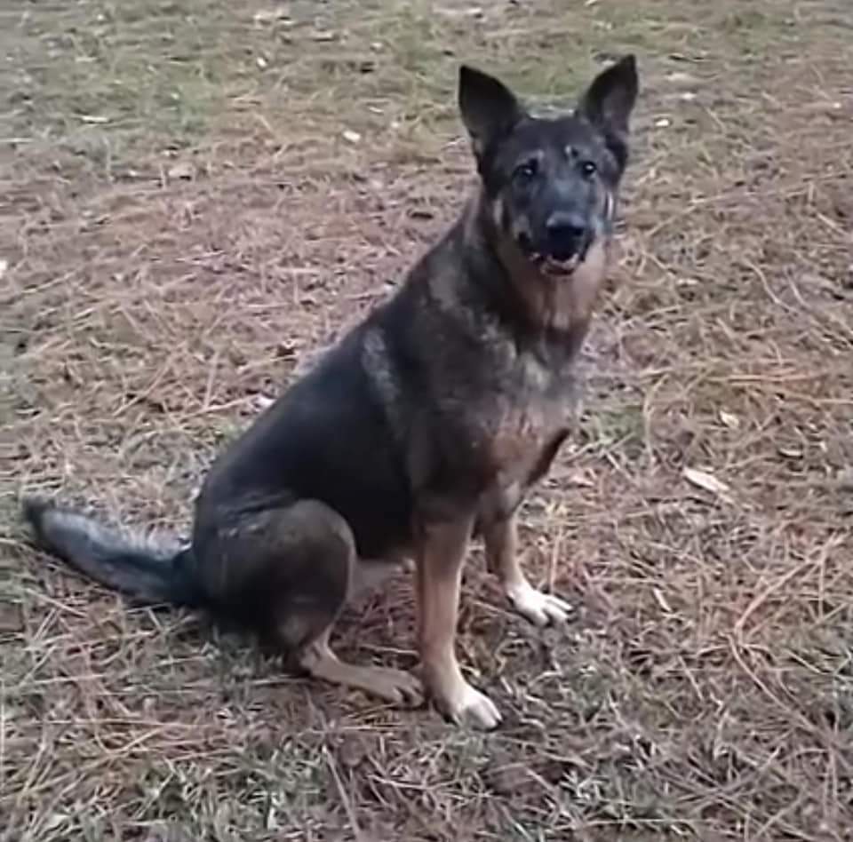 Diamond, an adoptable German Shepherd Dog in Ocala, FL, 34475 | Photo Image 2