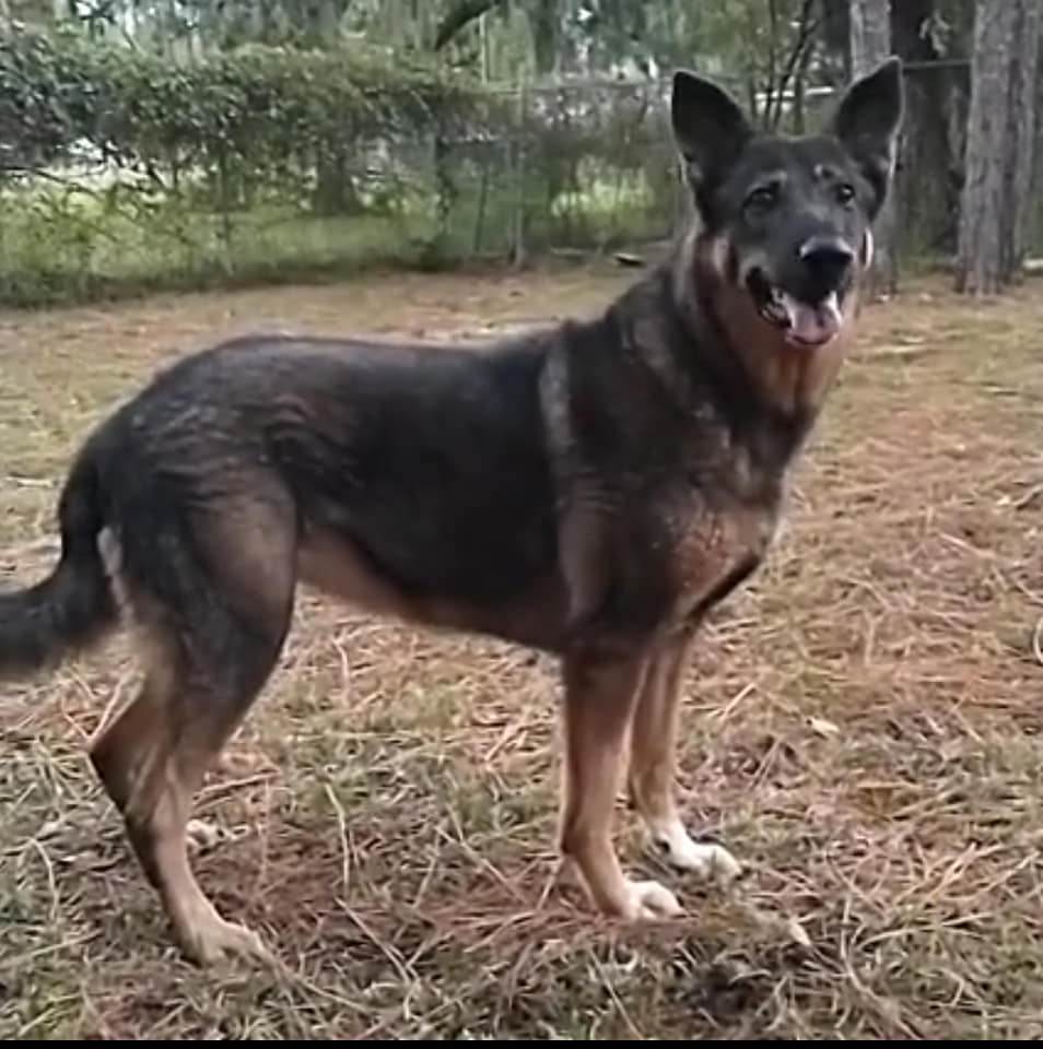 Diamond, an adoptable German Shepherd Dog in Ocala, FL, 34475 | Photo Image 3