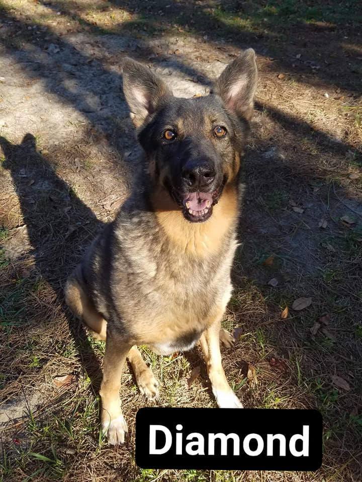 Diamond, an adoptable German Shepherd Dog in Ocala, FL, 34475 | Photo Image 4