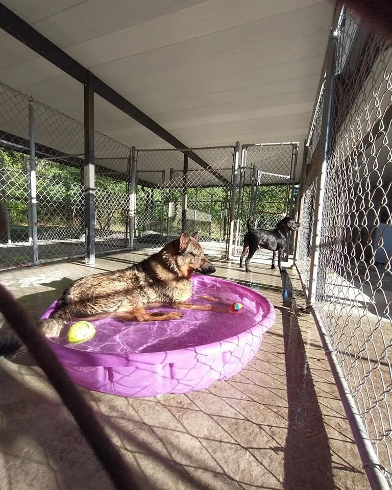 Diamond, an adoptable German Shepherd Dog in Ocala, FL, 34475 | Photo Image 5