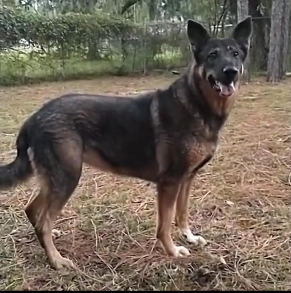 Diamond, an adoptable German Shepherd Dog in Ocala, FL, 34475 | Photo Image 6