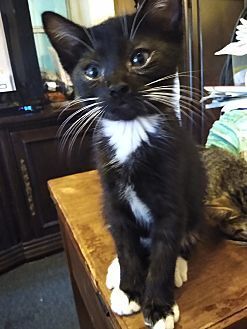 Tim, an adoptable Domestic Short Hair in Ocala, FL, 34475 | Photo Image 1