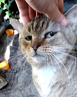 Cheeseburger, Adult Male Domestic Short Hair