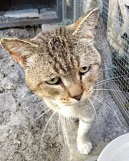 Cheeseburger, an adoptable Domestic Short Hair in Ocala, FL, 34475 | Photo Image 2