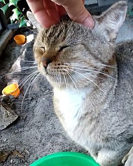 Cheeseburger, an adoptable Domestic Short Hair in Ocala, FL, 34475 | Photo Image 3